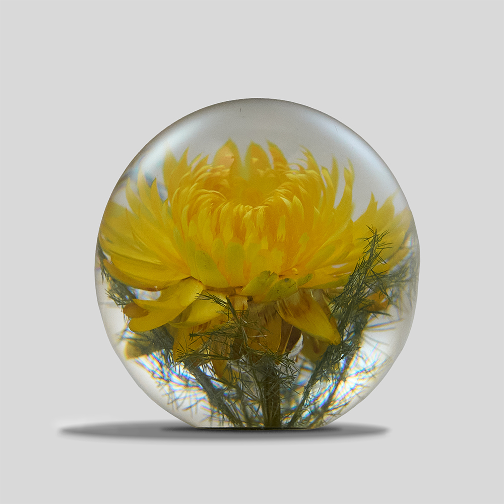 Hafod Grange / Paper Weight (Yellow Helichrysum)