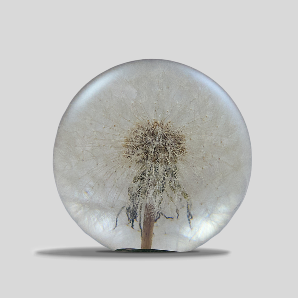 Hafod Grange / Paper Weight (Dandelion)